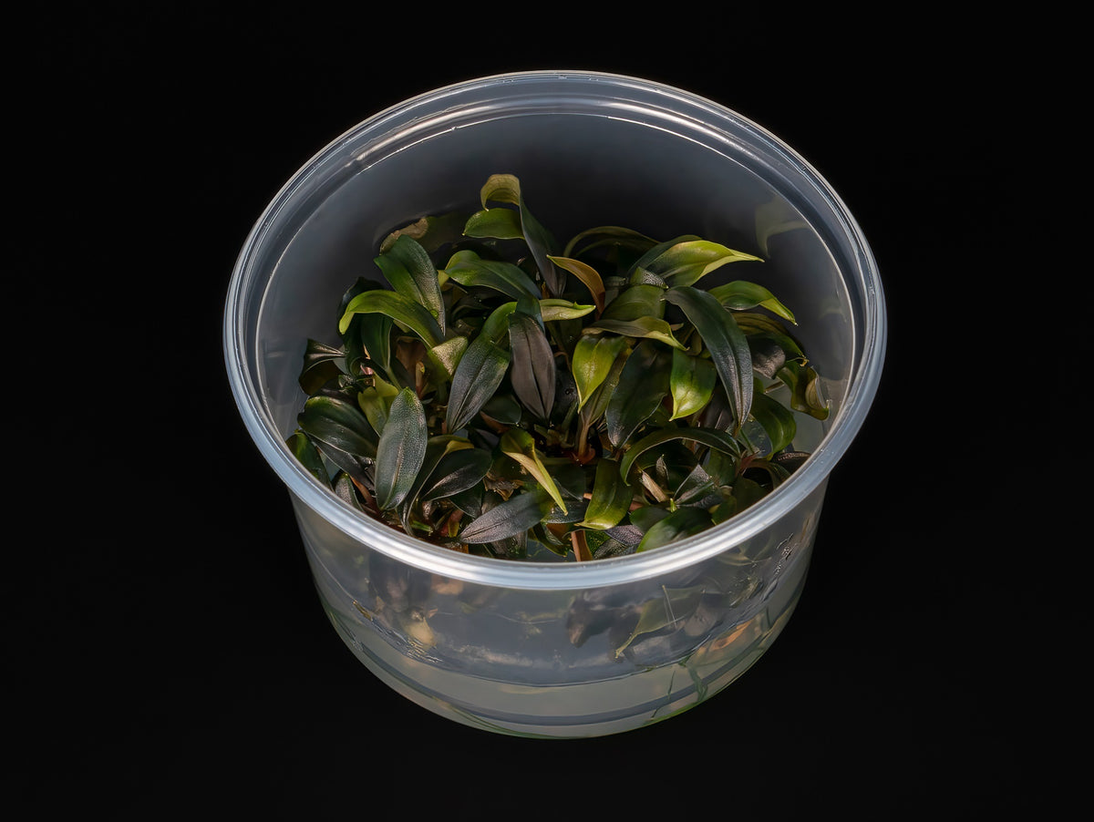Bucephalandra sp. 'Brownie Ghost'