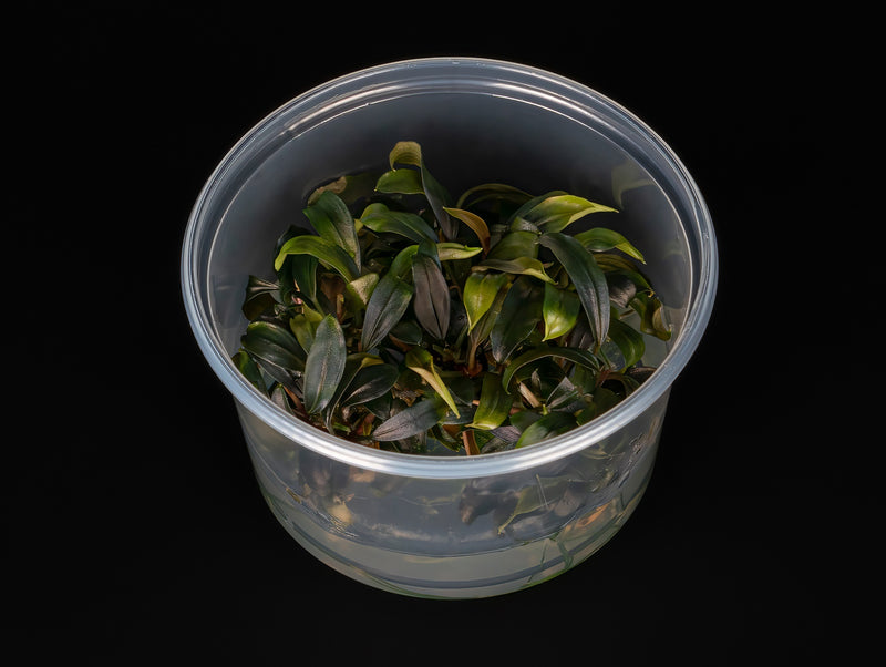 Bucephalandra sp. 'Brownie Ghost'