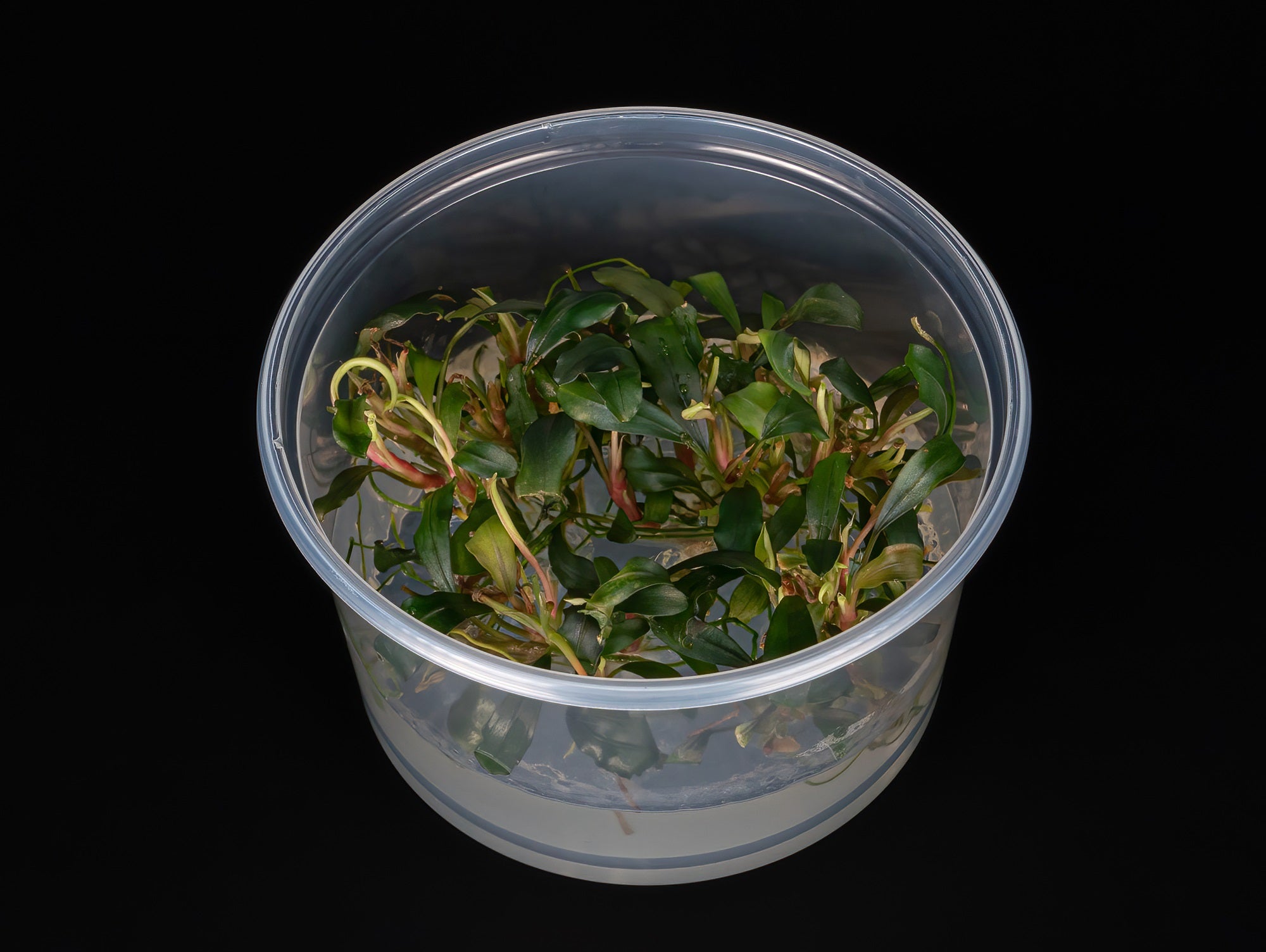 Bucephalandra 'Green Red'