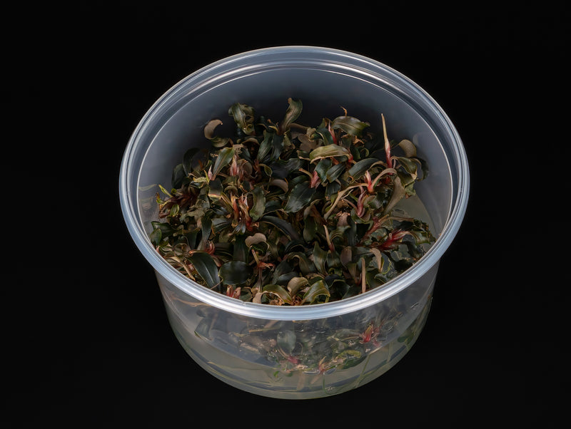 Bucephalandra sp. 'Kedagang'