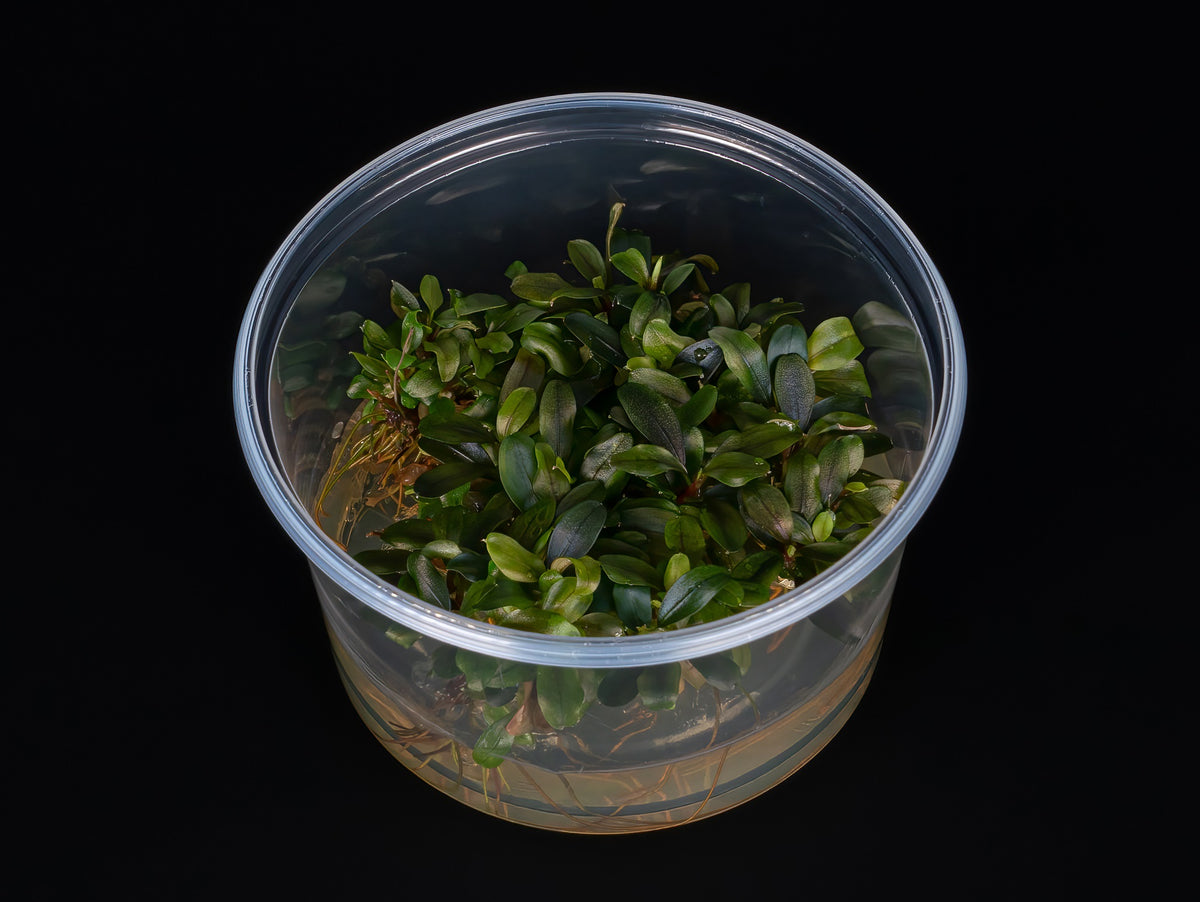 Bucephalandra motleyana 'Red'