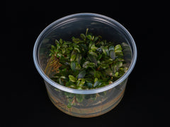 Bucephalandra motleyana 'Red'