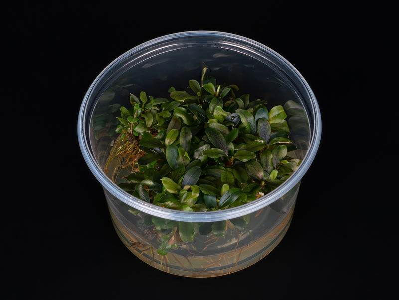 Bucephalandra motleyana 'Red'