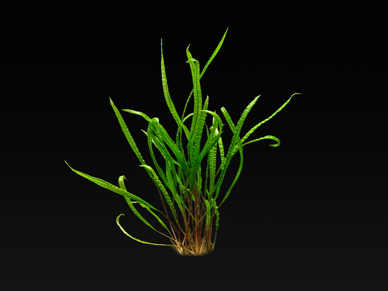 Cryptocoryne crispatula var. balansae