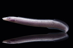 blinder Tanganyika Stachelaal-3