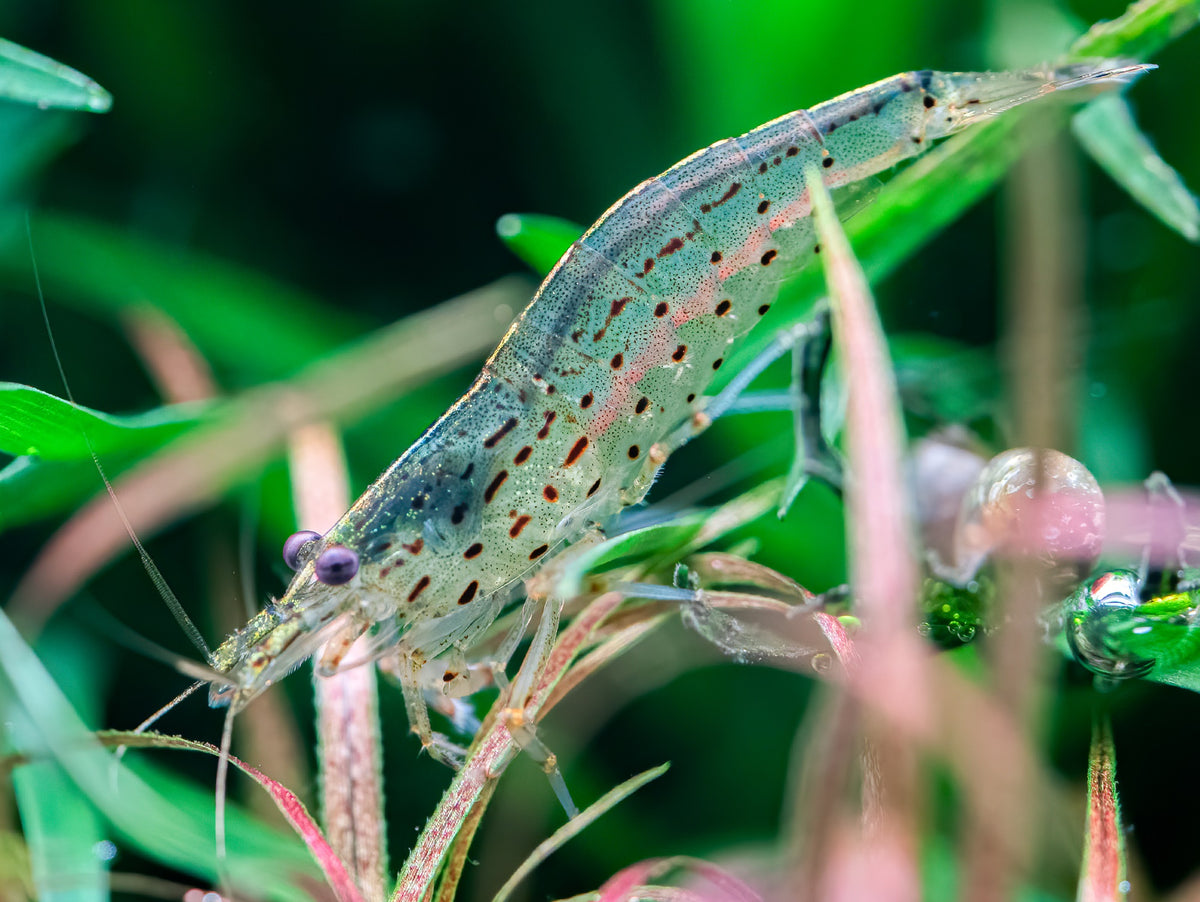 Amano-Garnele