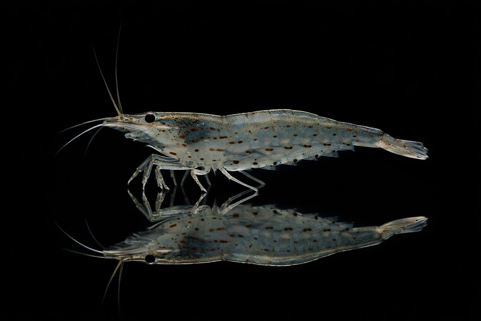 Amano-Garnele