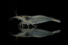 Amano-Garnele