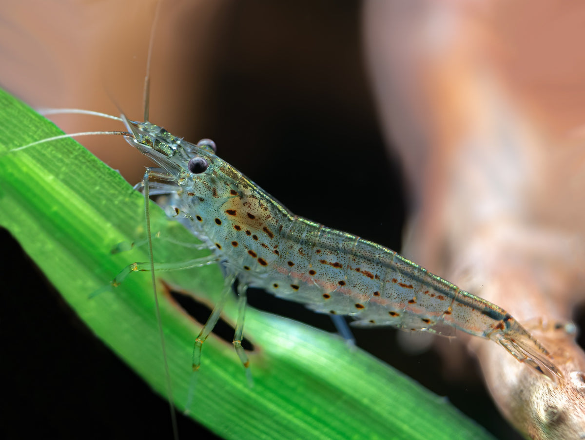Amano-Garnele