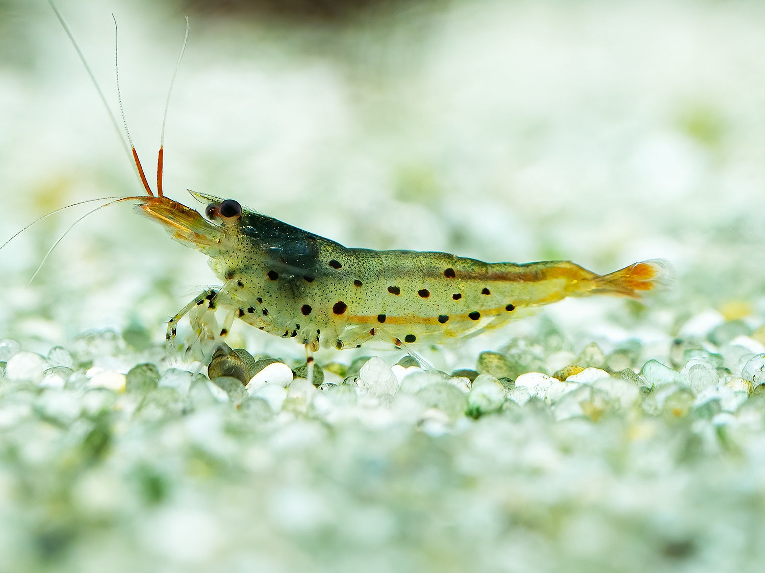 Leopardgarnele