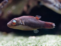Kammkugelfisch