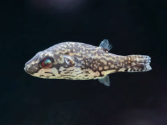 Kammkugelfisch