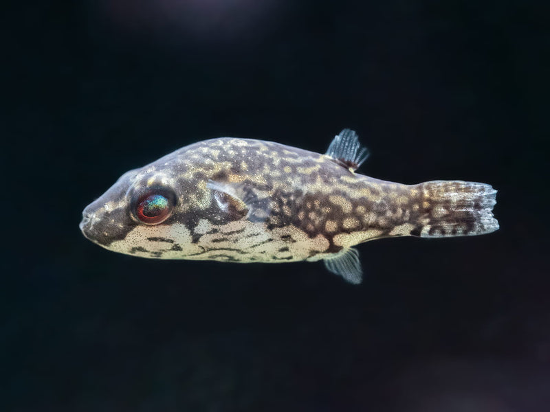 Kammkugelfisch