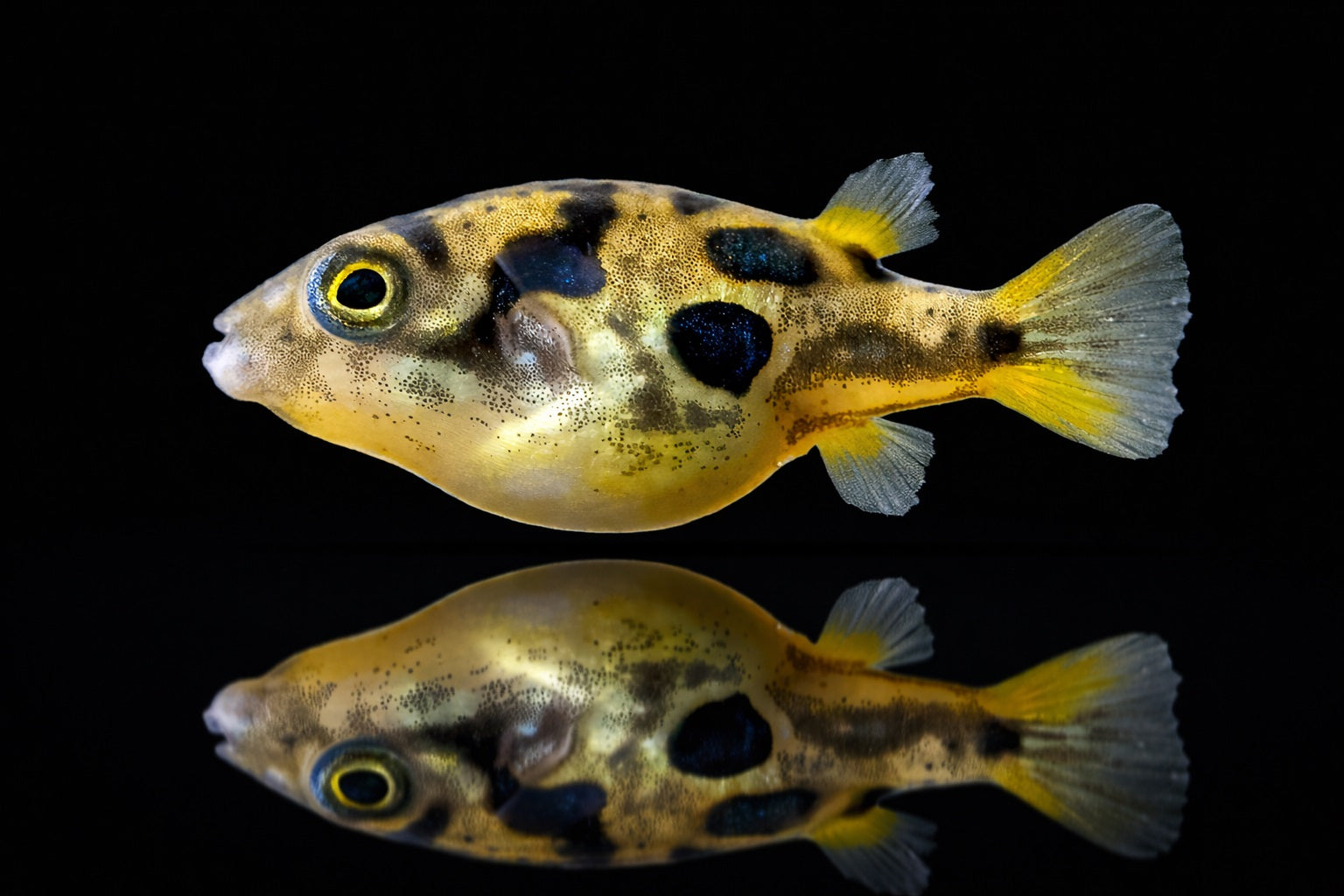 Erbsenkugelfisch