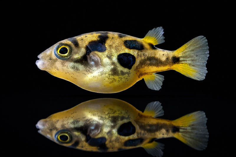 Erbsenkugelfisch