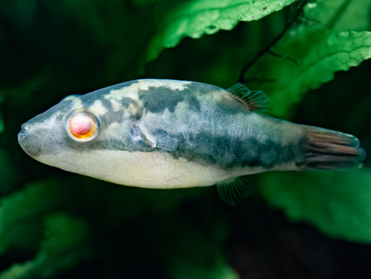 Kammkugelfisch
