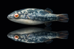 Kammkugelfisch