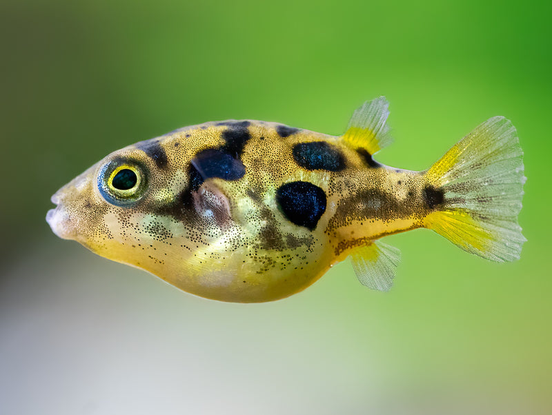 Erbsenkugelfisch