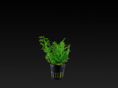 Ceratopteris thalictroides