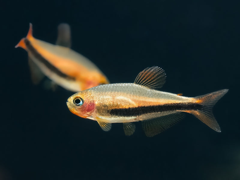 Black Arrow Tetra