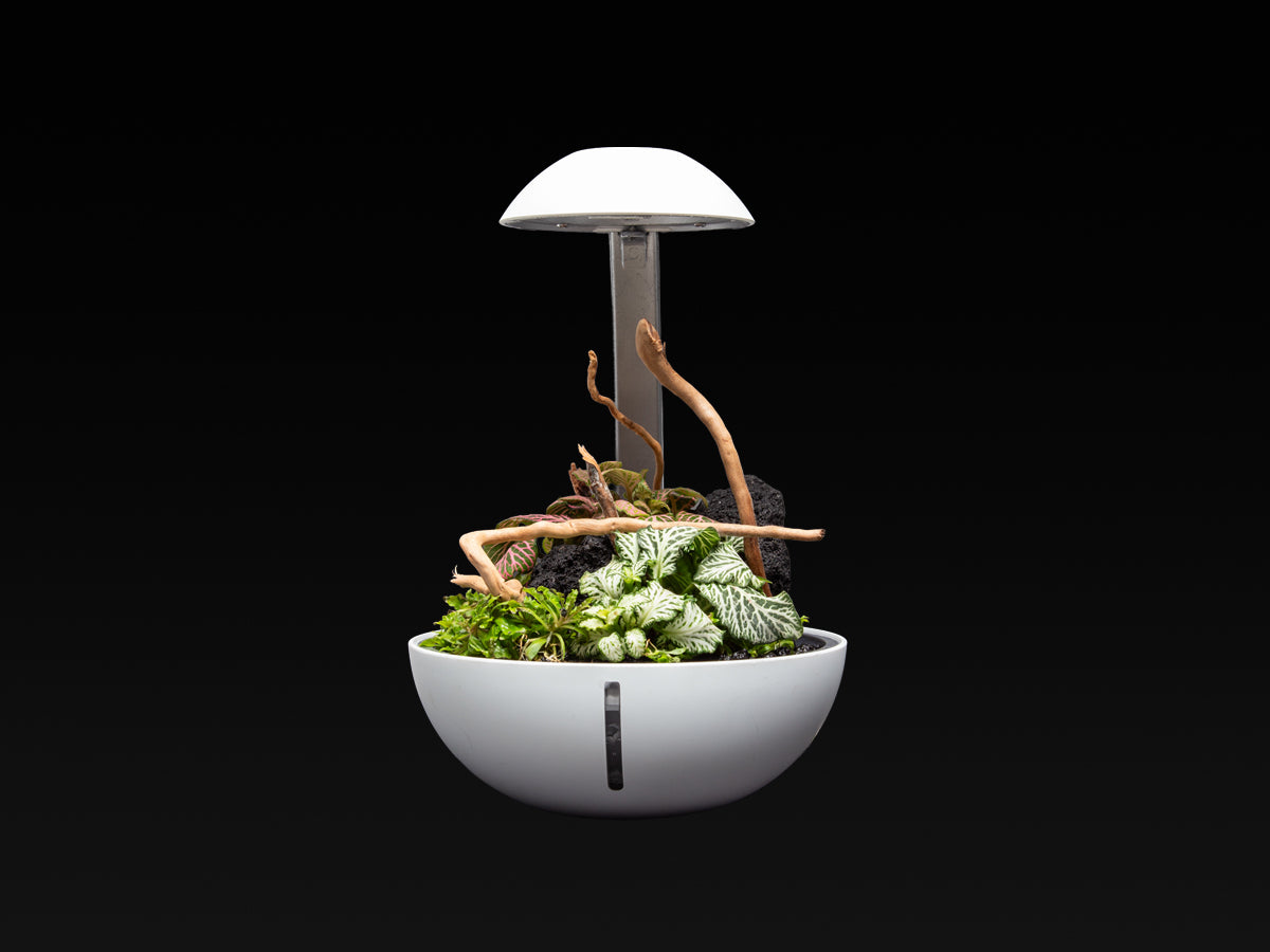 Chihiros Tiny Terrarium Egg