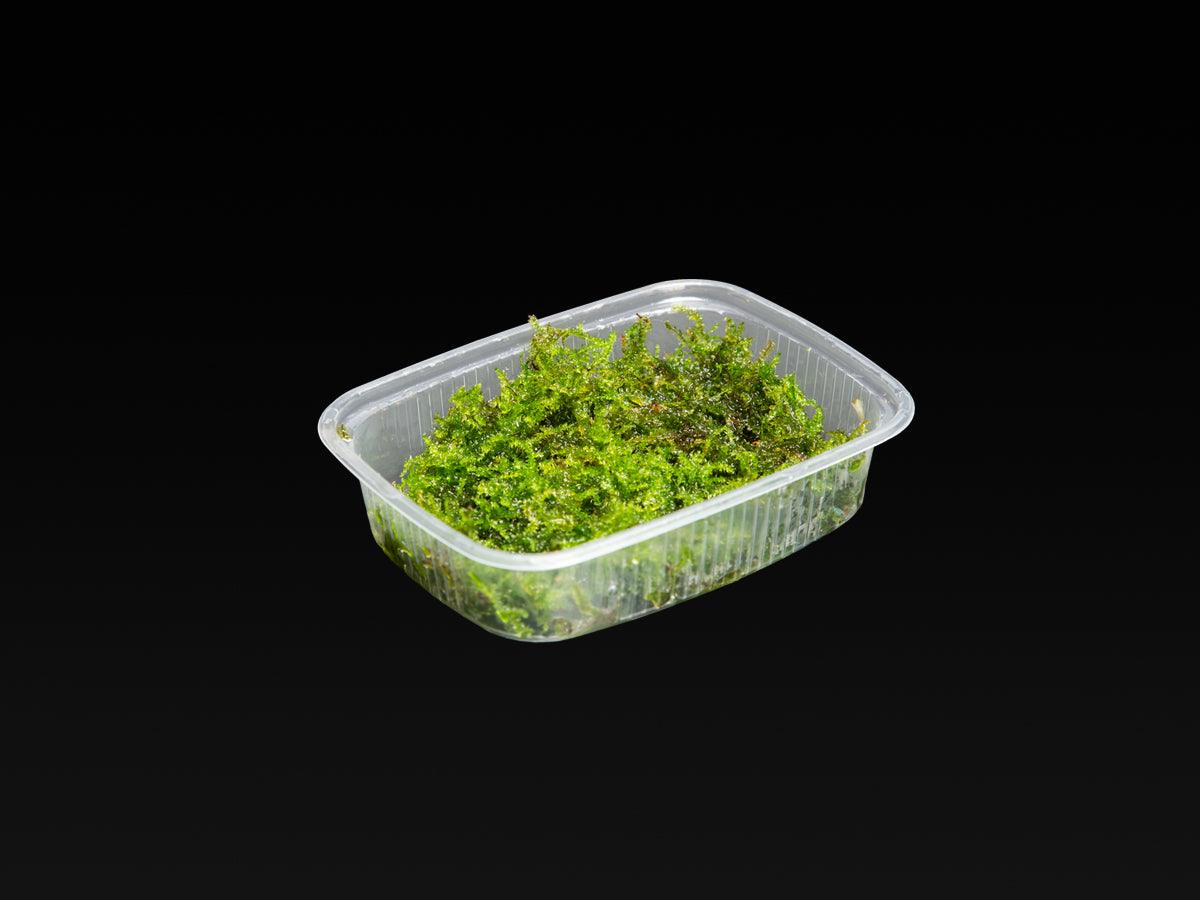 Vesicularia montagnei 'Christmas Moss'