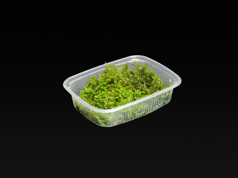 Vesicularia montagnei 'Christmas Moss'