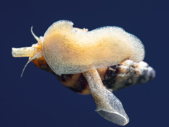Raubturmdeckelschnecke