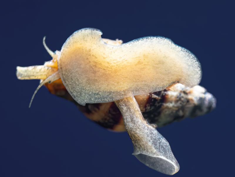 Raubturmdeckelschnecke