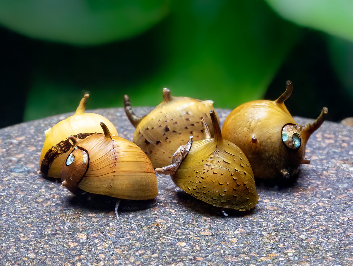 Geweihschnecke 'Mehrfarbig'