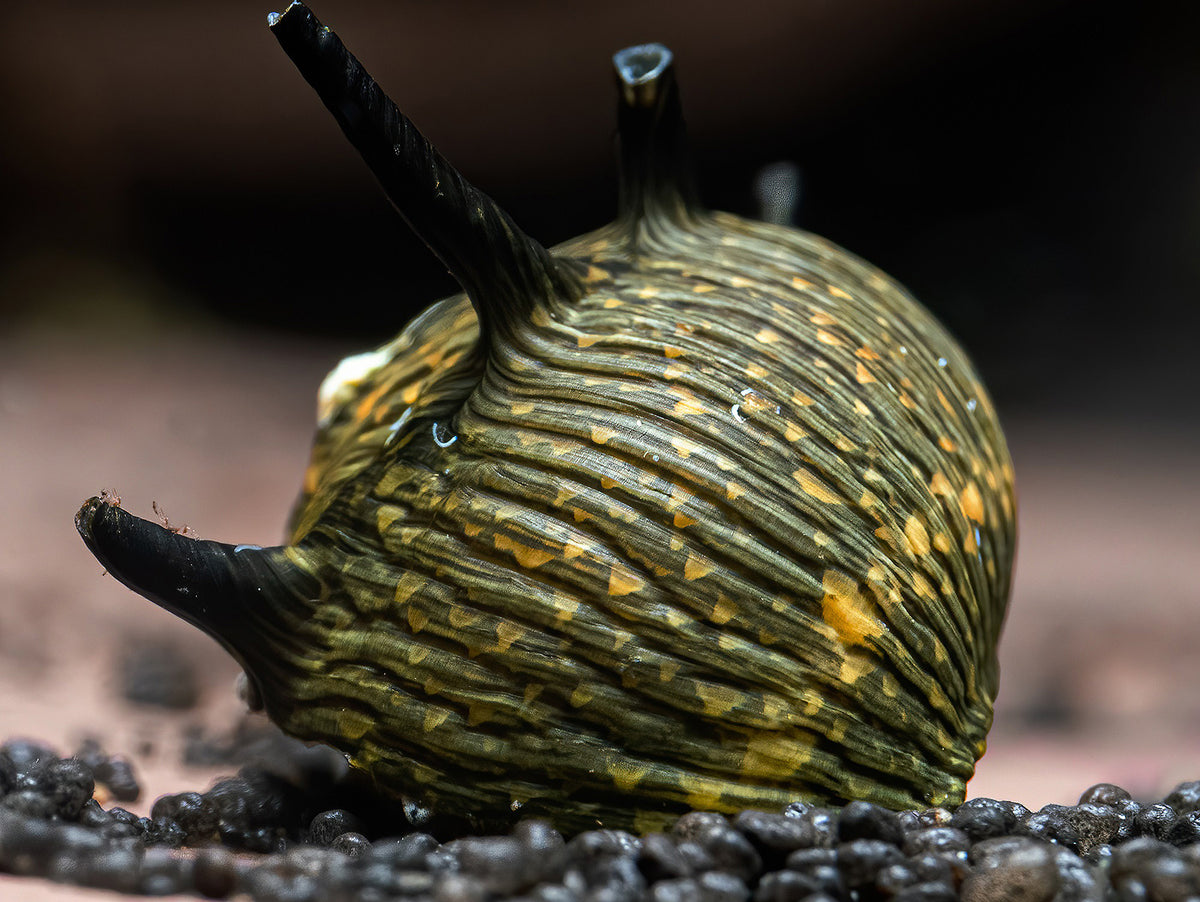 Geweihschnecke schwarz-gelb