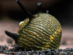 Geweihschnecke schwarz-gelb
