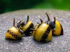 Geweihschnecke schwarz-gelb