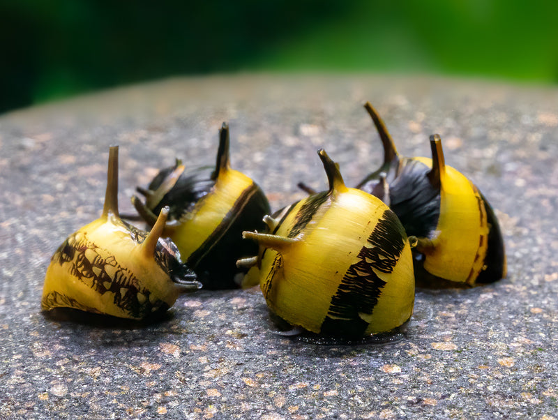Geweihschnecke schwarz-gelb