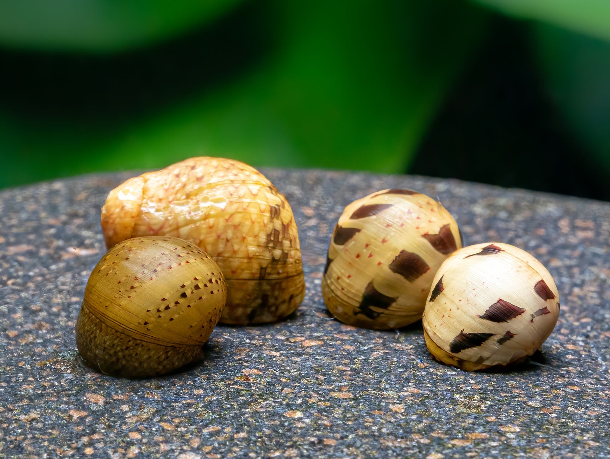 Geweihschnecke 'yellow Fancy'