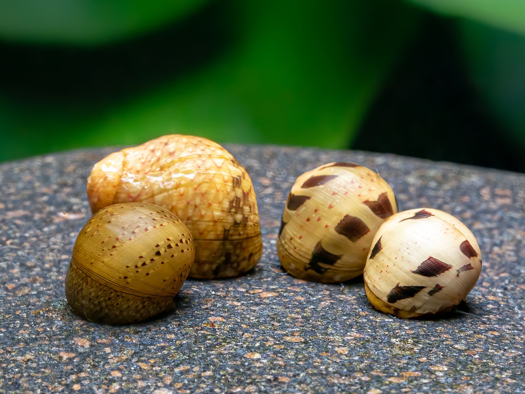 Geweihschnecke 'yellow Fancy'