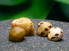Geweihschnecke 'yellow Fancy'