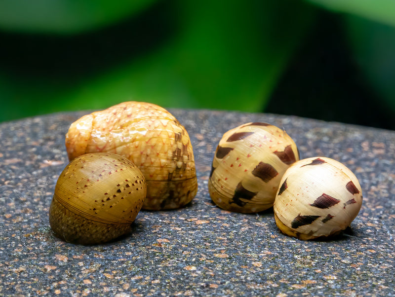 Geweihschnecke 'yellow Fancy'