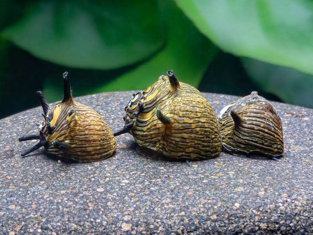 Geweihschnecke Sun