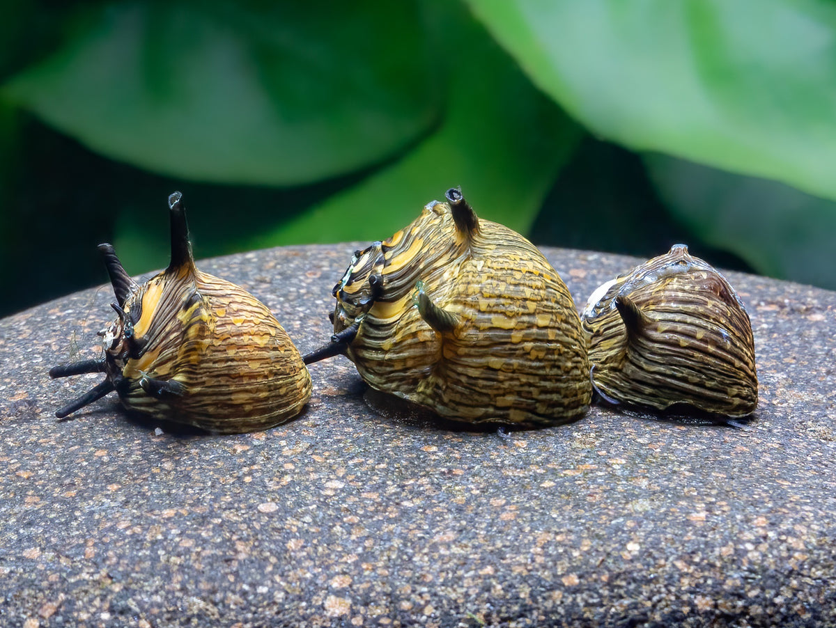 Geweihschnecke Sun