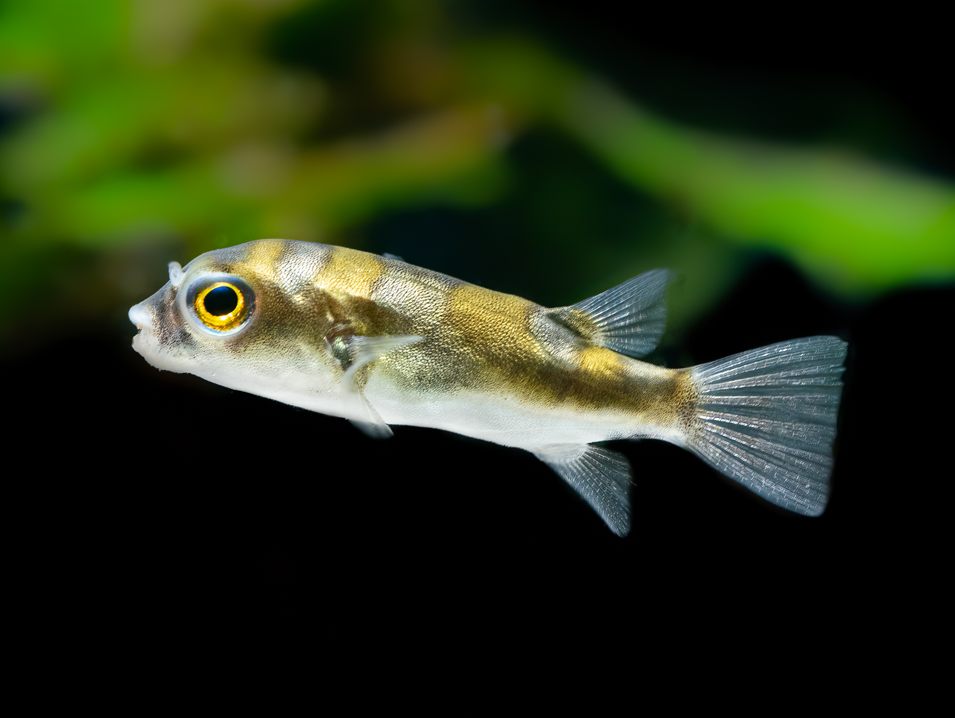 Assel-Kugelfisch