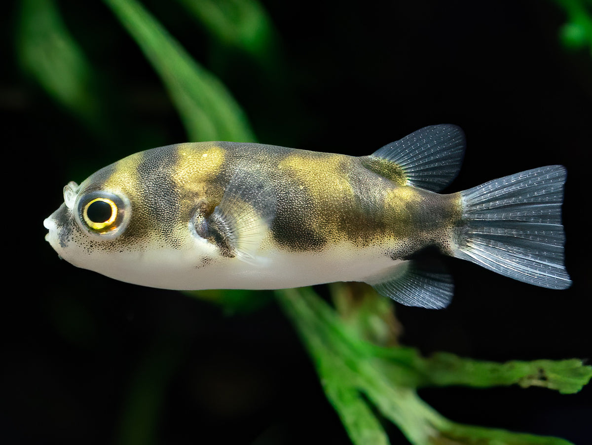 Assel-Kugelfisch XS