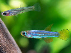 Kolibri-Zwergleuchtaugenfisch