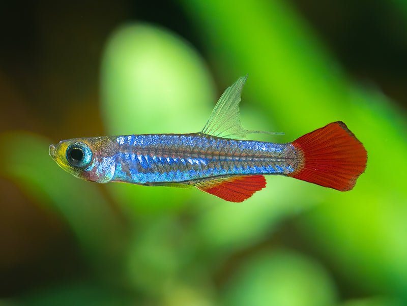 Kolibri-Zwergleuchtaugenfisch