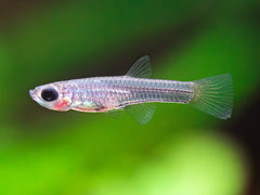 Kolibri-Zwergleuchtaugenfisch
