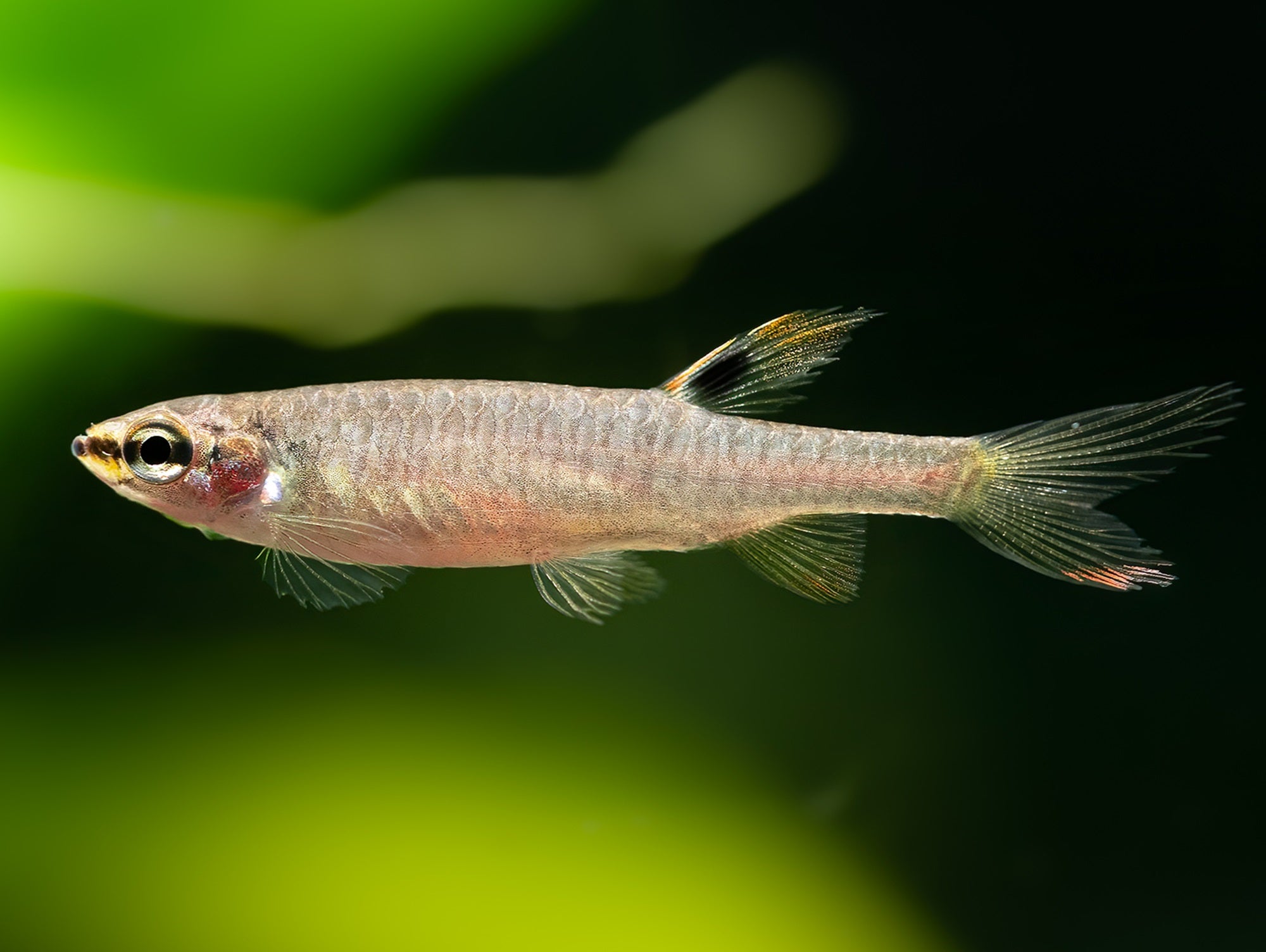 Spritzsalmler