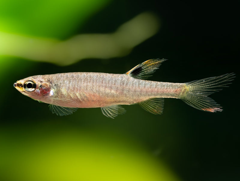 Spritzsalmler