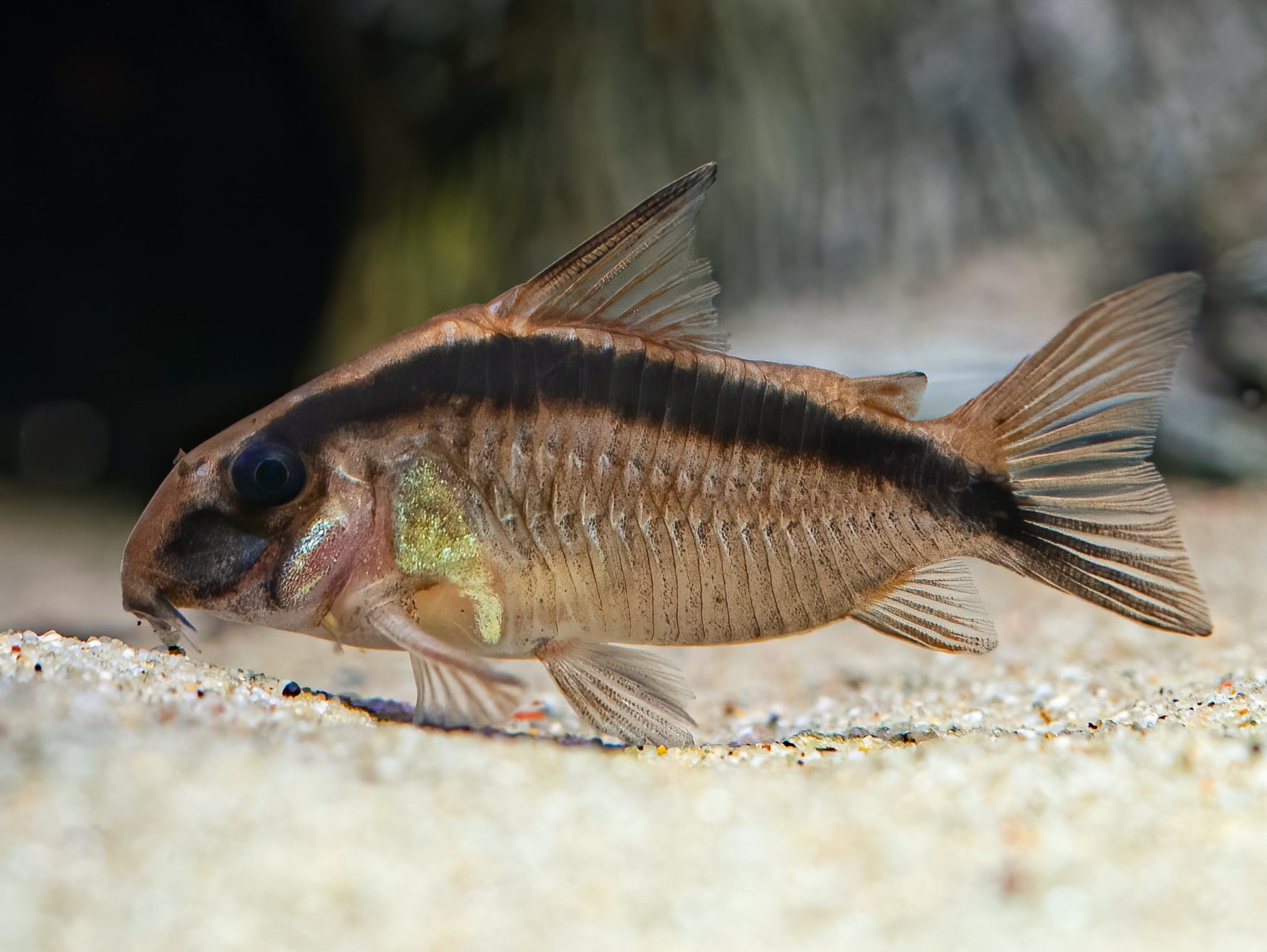 Stromlinien-Panzerwels