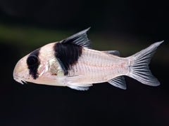 Corydoras sp. CW049 'New Panda'