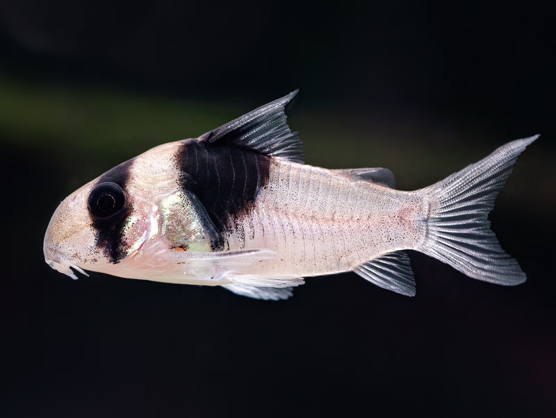 Corydoras sp. CW049 'New Panda'